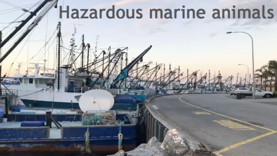 6.2 Hazardous Marine Animals
