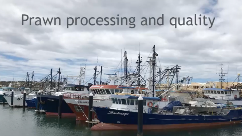 7.2 Prawn Processing and Quality